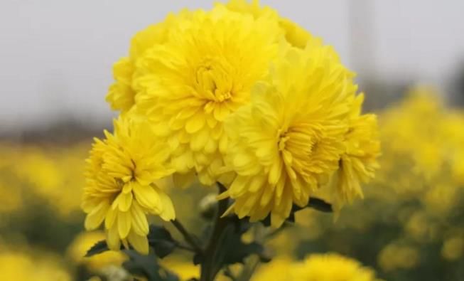 千畝云臺冰菊盛開，誠邀您蒞臨免費參觀！