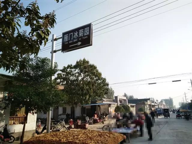 如何找到云臺(tái)冰菊？怎樣找到云臺(tái)冰菊？